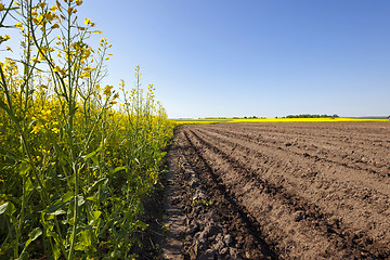 Image showing Agriculture . rapeseed field