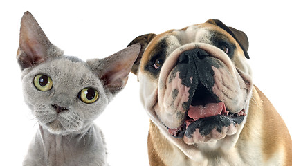 Image showing english bulldog and devon rex