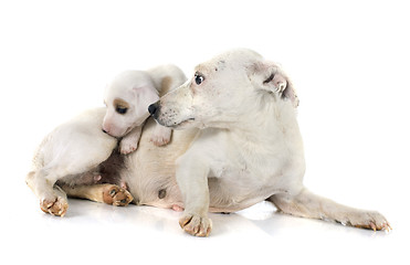 Image showing puppy jack russel terrier and mother