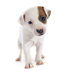 Image showing puppy jack russel terrier