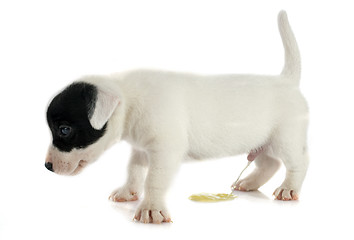 Image showing puppy jack russel terrier