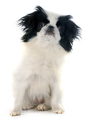 Image showing Japanese Chin