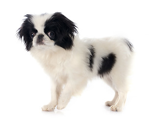 Image showing Japanese Chin