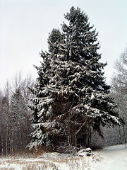 Image showing Two fir