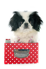 Image showing Japanese Chin