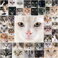 Image showing group of cats