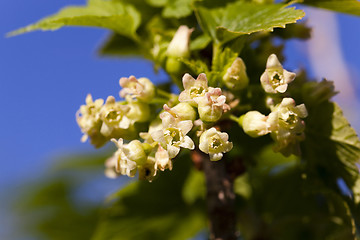 Image showing blooming black currant  