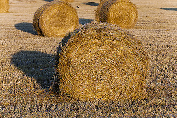 Image showing Stack of straw  