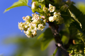 Image showing flowering of black currant  