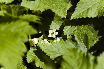 Image showing blooming black currant  