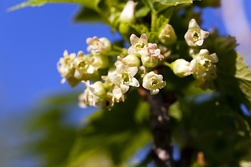 Image showing flowering of black currant  