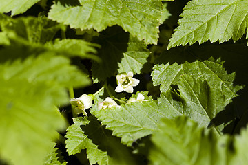 Image showing blooming black currant  