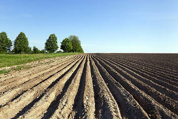 Image showing potato field . furrow