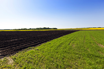 Image showing   green grass grows