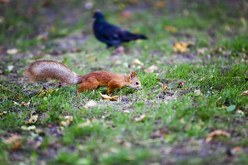 Image showing red squirrel .  forest