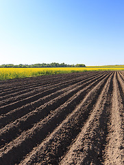 Image showing potato field . furrow