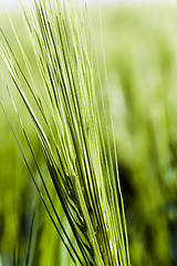 Image showing immature cereals . wheat