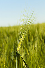 Image showing immature cereals.  field