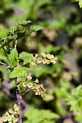 Image showing flowering of black currant  