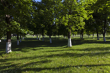 Image showing trees in spring  