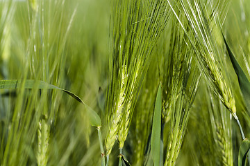 Image showing immature cereals . wheat