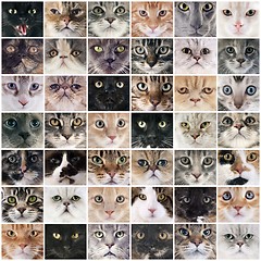 Image showing group of cats