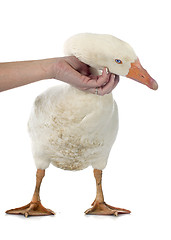 Image showing stroking goose