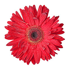 Image showing Red Gerbera Flower Isolated