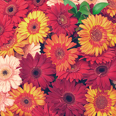 Image showing Beautiful Gerbera Flowers Blooming