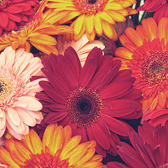 Image showing Beautiful Gerbera Flowers Blooming