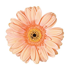 Image showing Light Pink Gerbera Flower Isolated