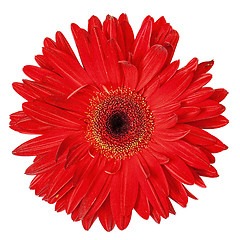 Image showing Red Gerbera Flower Isolated