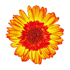 Image showing Yellow-Red Gerbera Flower Isolated