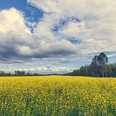 Image showing Gorgeous Yellow Canola Field in Forest