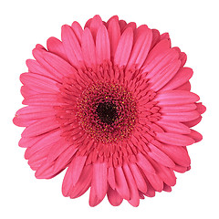 Image showing Pink Gerbera Flower Isolated