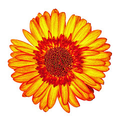 Image showing Yellow-Red Gerbera Flower Isolated