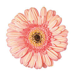 Image showing Light Pink Gerbera Flower Isolated