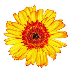 Image showing Yellow-Red Gerbera Flower Isolated