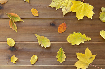 Image showing set of many different fallen autumn leaves