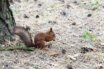 Image showing red squirrel .  forest