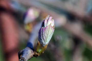 Image showing Grape sprout .  spring season
