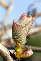 Image showing Grape sprout .  spring season