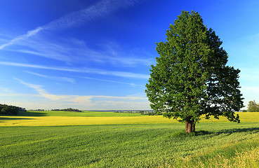 Image showing tree in the field 