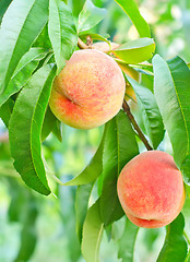 Image showing peach on tree