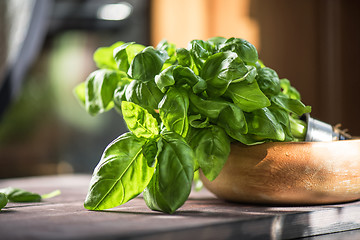 Image showing Fresh organic basil