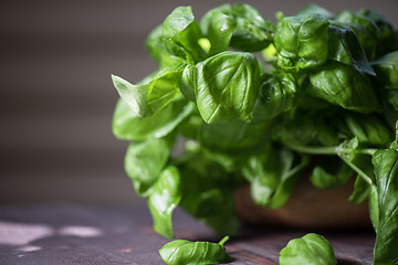 Image showing Fresh organic basil