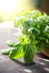 Image showing Fresh organic basil