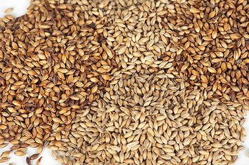 Image showing photo of malt grains