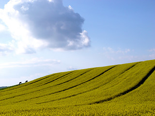 Image showing two cows ;o)