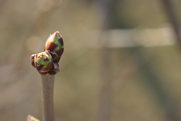 Image showing Tree bud with copy-space